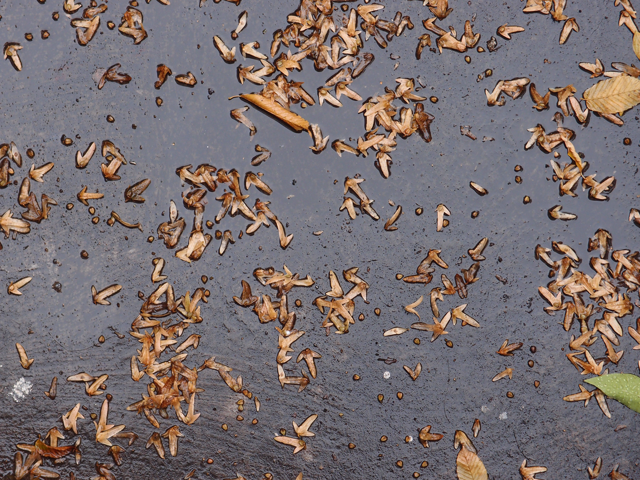 2019-09-17 Blätter auf (feuchtem) Boden